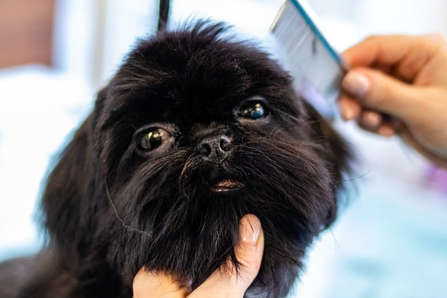 Grooming Your Pet: A Complete Guide to Keeping Your Furry Friend Looking and Feeling Their Best